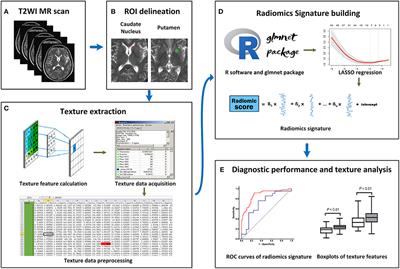 Parkinson's Disease Diagnosis Using Neostriatum Radiomic Features Based on T2-Weighted Magnetic Resonance Imaging